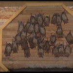 Bats