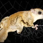 Flying Squirrel