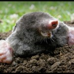 Moles