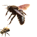 bees slide 2