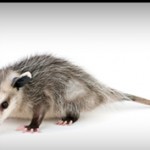 opposum