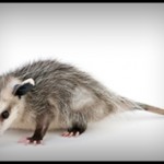 opposum