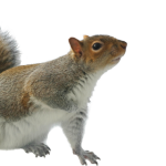 squirrels slide 2