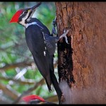 woodpecker